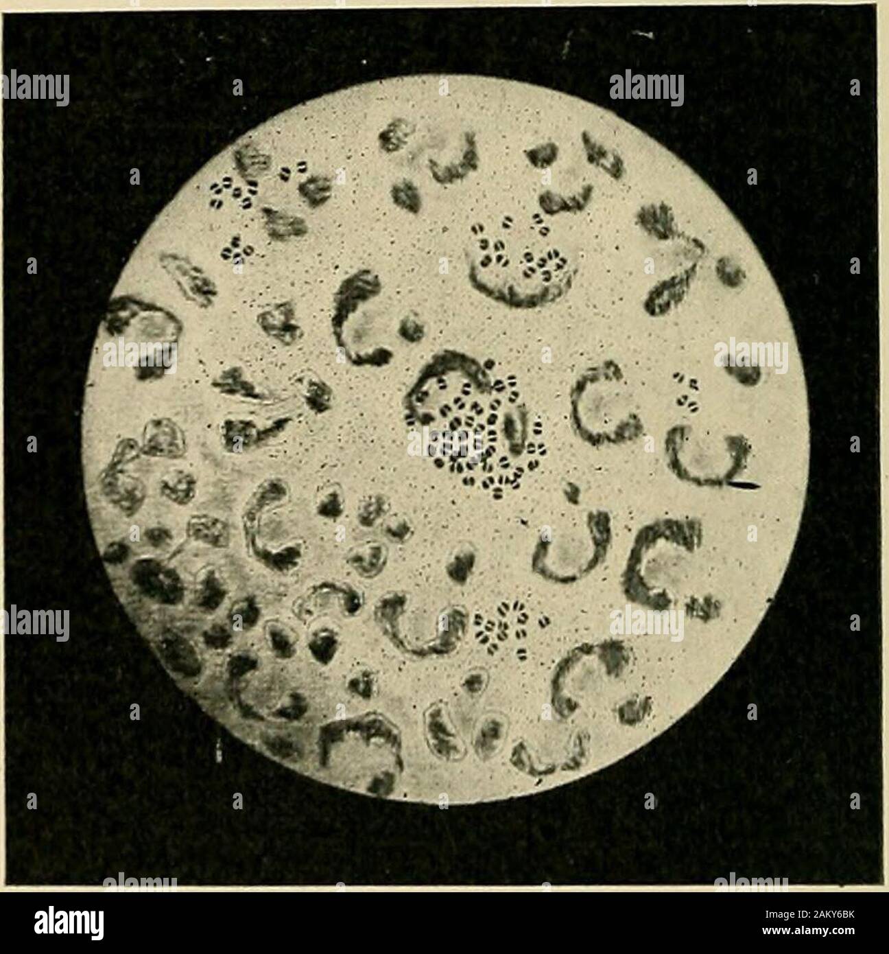 The Hygiene Of Transmissible Diseases; Their Causation, Modes Of Dissemination, And Methods Of Prevention . S, For The Reason That They Usually Defeat The Veryobject For Which They Are Employed, By Converting