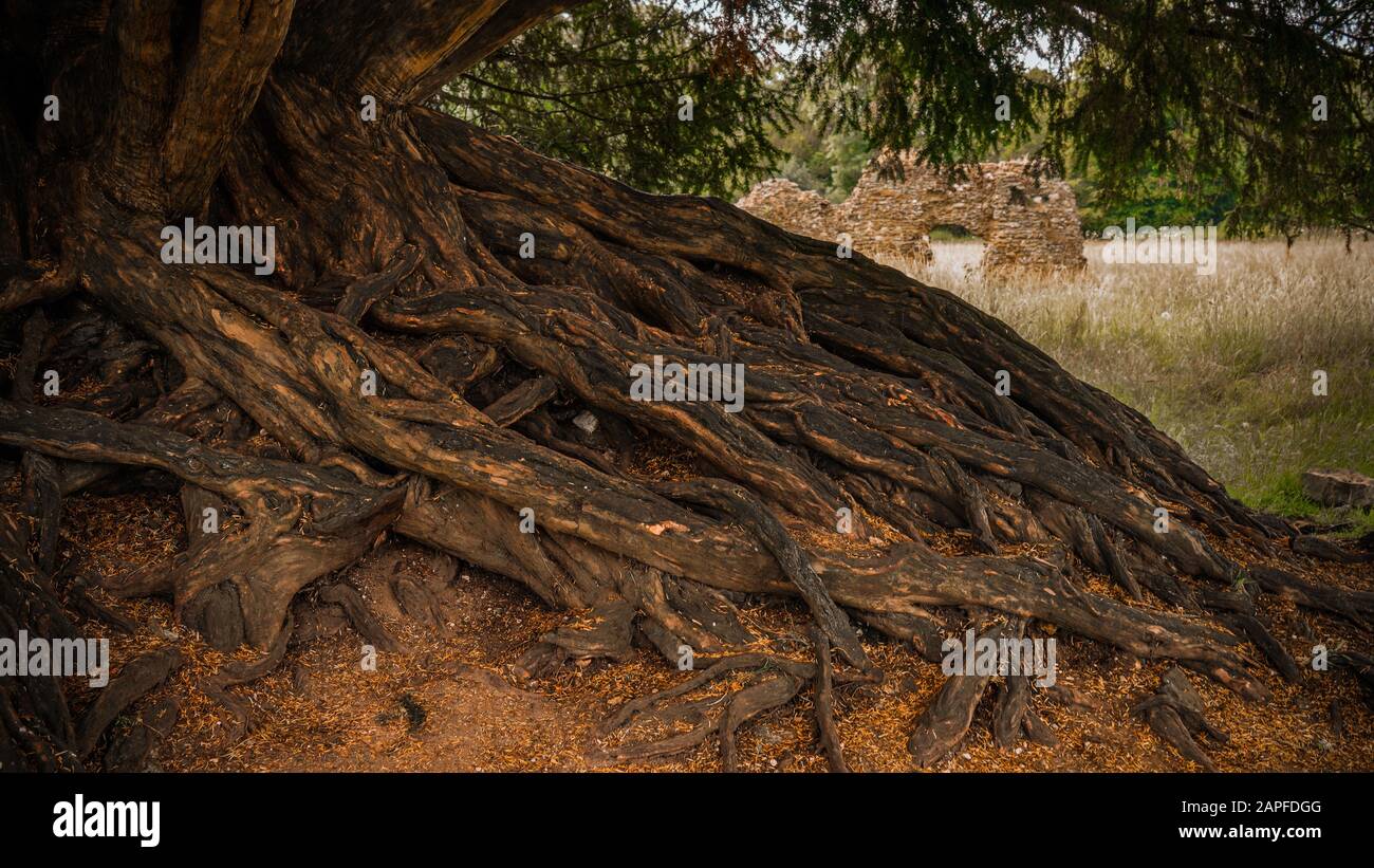 Huge tree roots Stock Photo Alamy