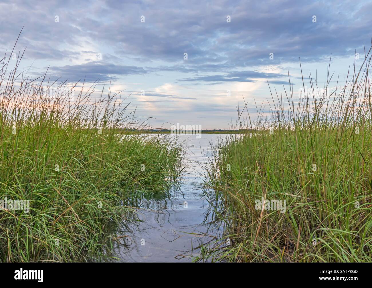 reed grass marsh inlet Stock Photo Alamy