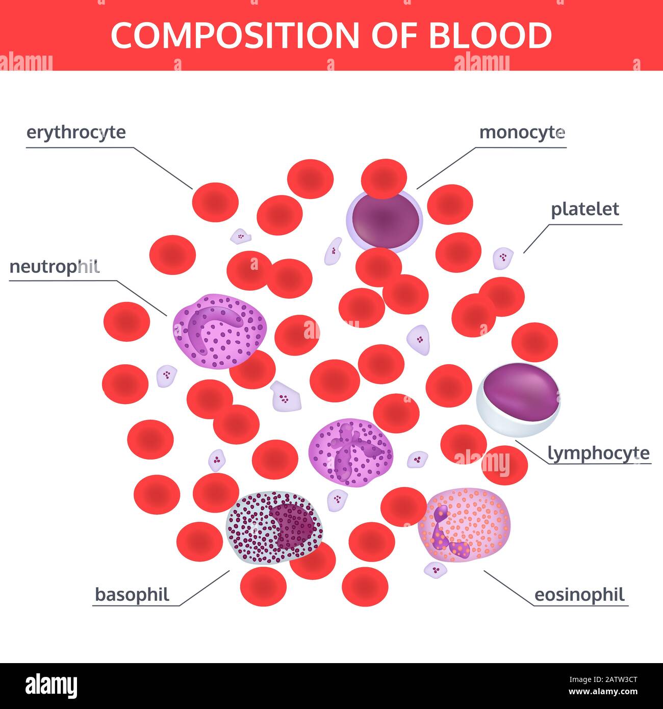 Top 32+ Stock Photos red blood cells and white blood cells under microscope Superb