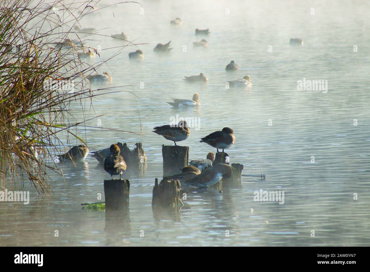 Winter pond Stock Photo Alamy