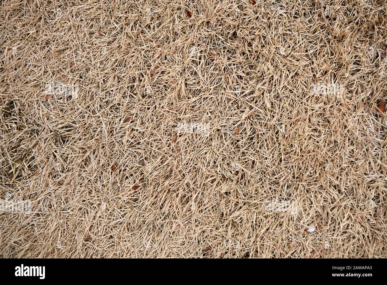 Dry Dead Grass Background Texture Stock Photo Alamy