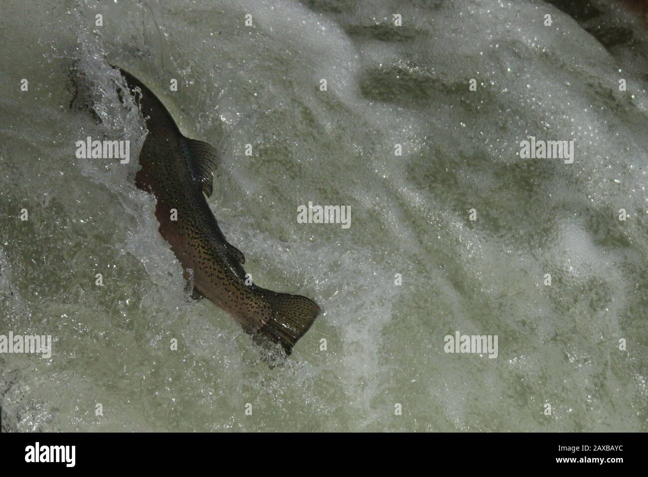 Salmon jumping up fish ladder Stock Photo Alamy
