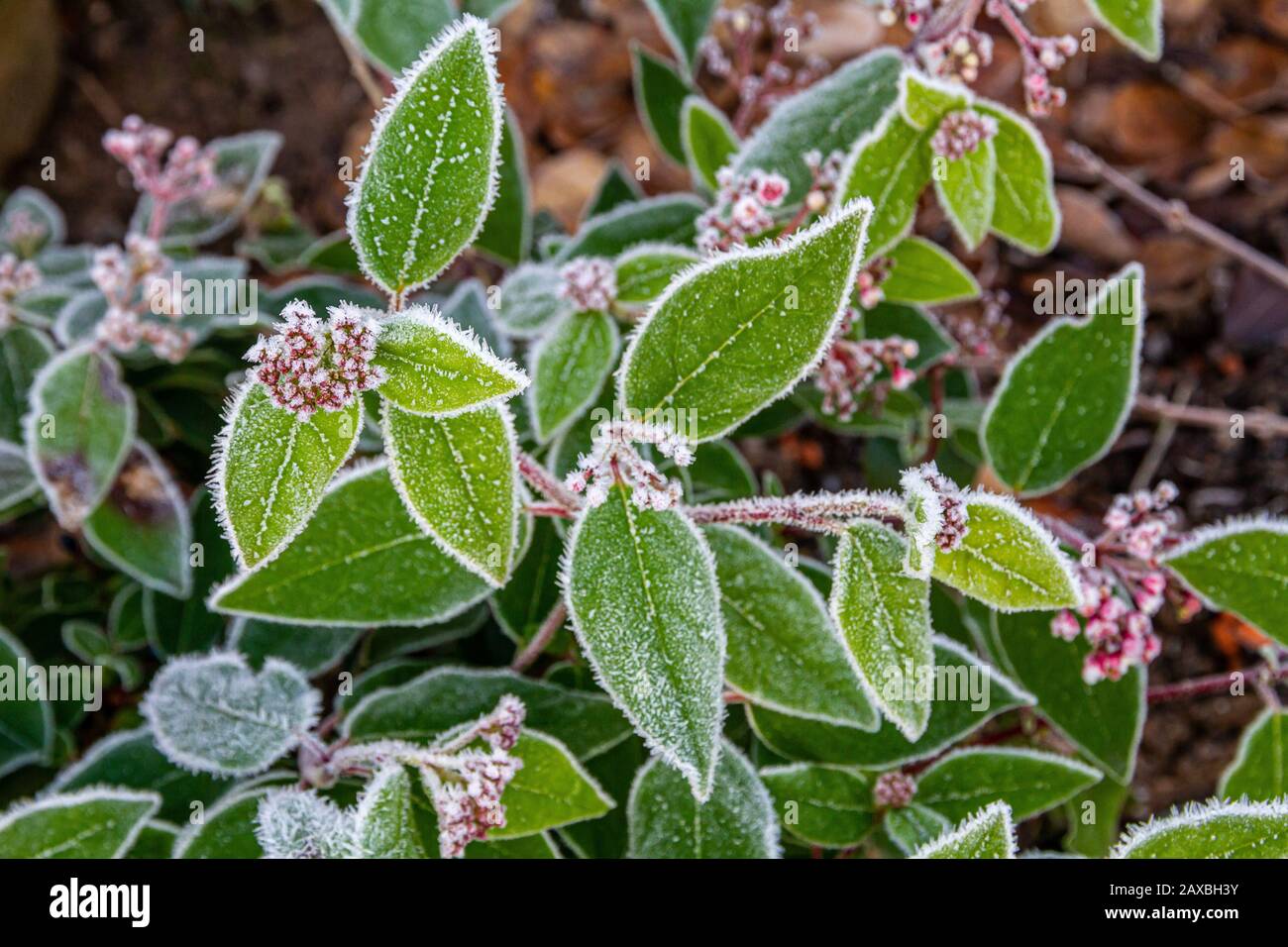 Frost on skimmia plant leaf hires stock photography and images Alamy
