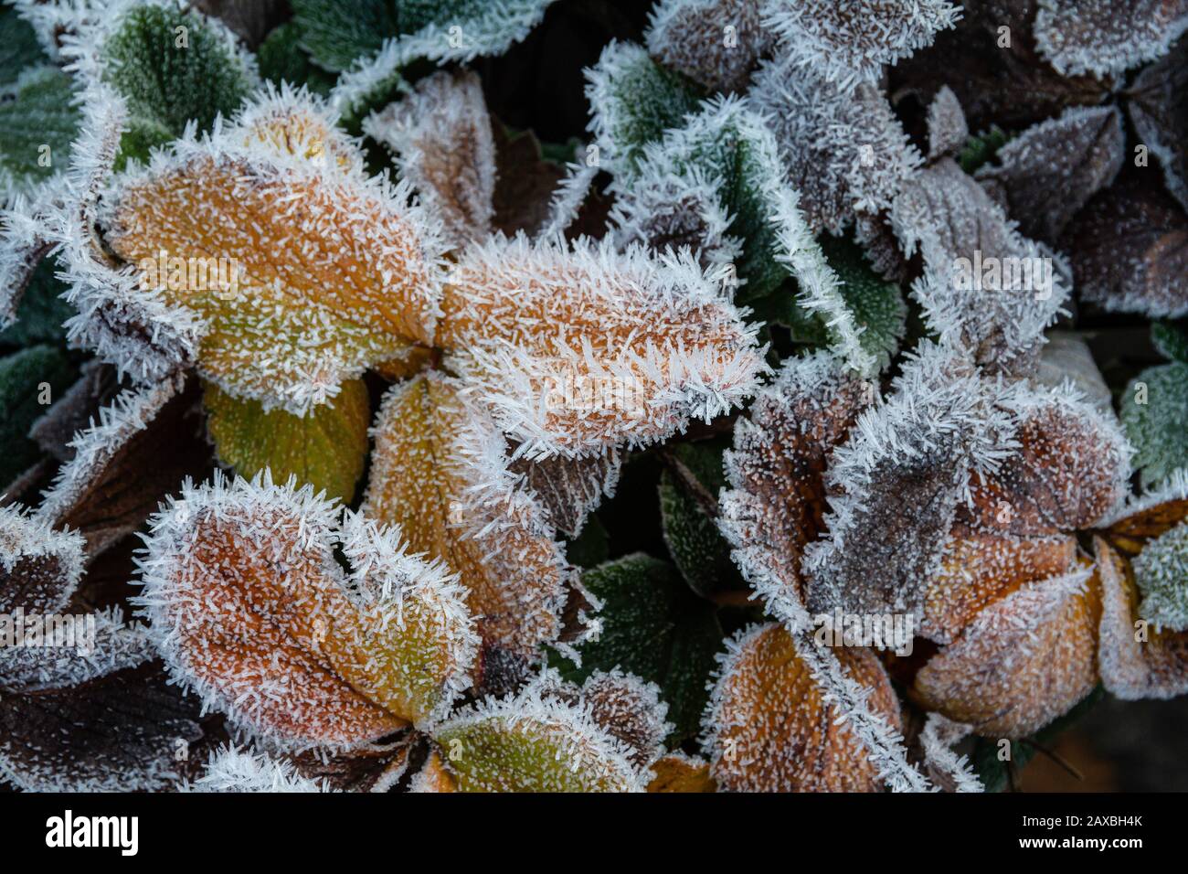 Leaf of strawberry plant covered in frost hires stock photography and