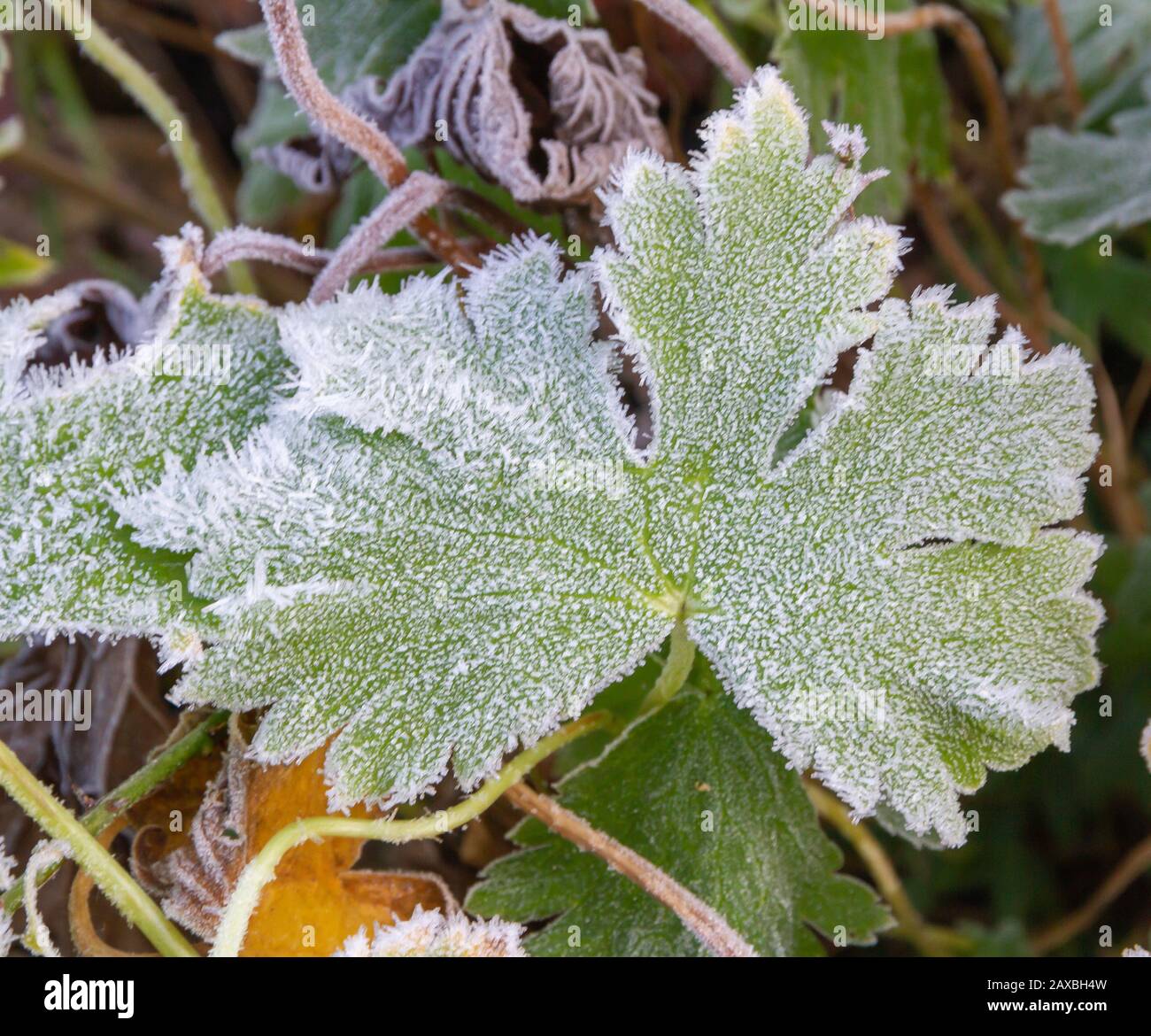 Alchemilla plant leaf covered in frost hires stock photography and