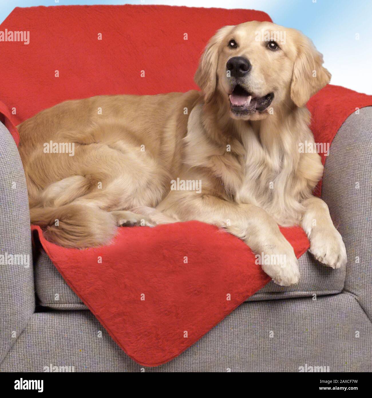 Sleep labrador retriever hires stock photography and images Alamy