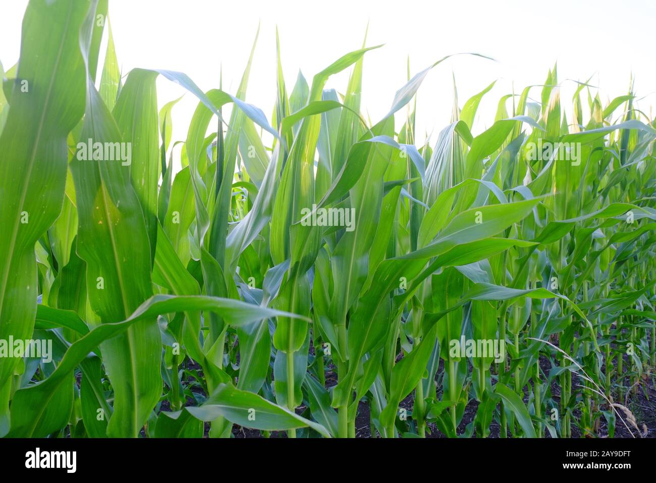 Corn field, corn plants Stock Photo Alamy