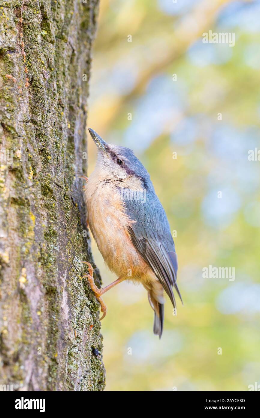 Tree climbing bird hires stock photography and images Alamy