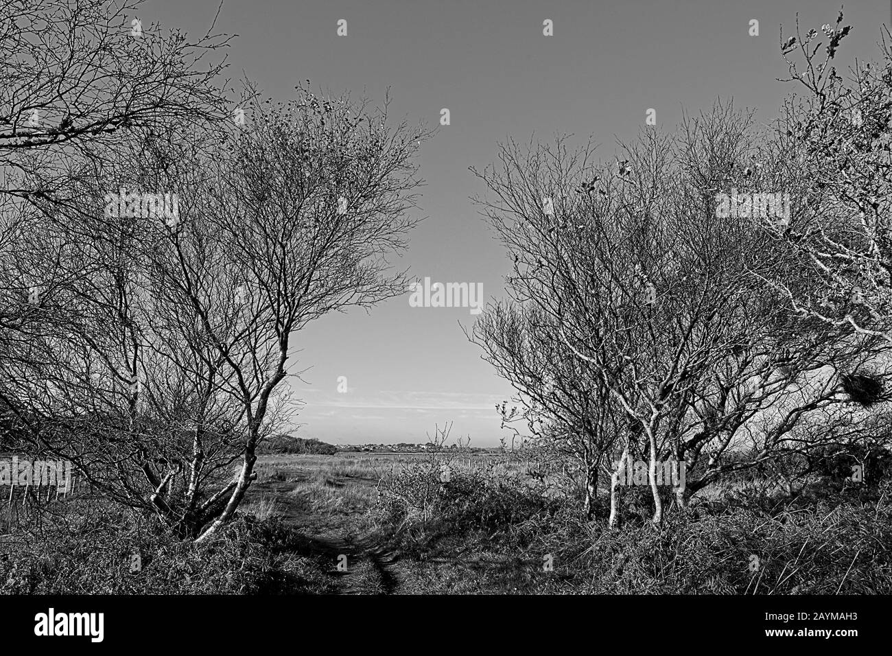 Winter deciduous trees Stock Photo Alamy