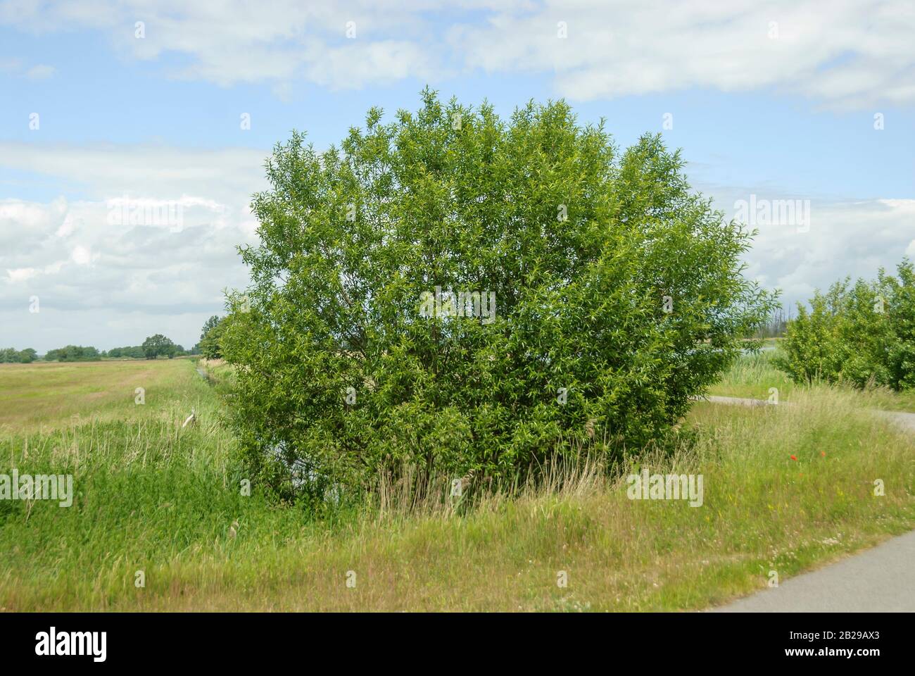 Korbweide (Salix viminalis Stock Photo Alamy