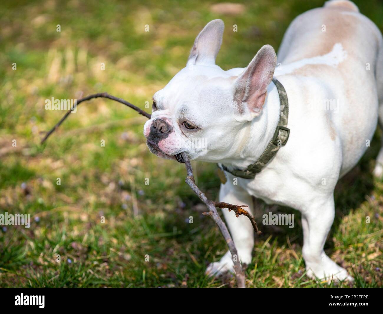 Grabbed by collar hires stock photography and images Alamy