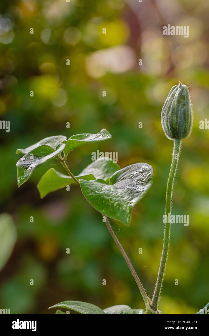 Clematis bud hires stock photography and images Alamy