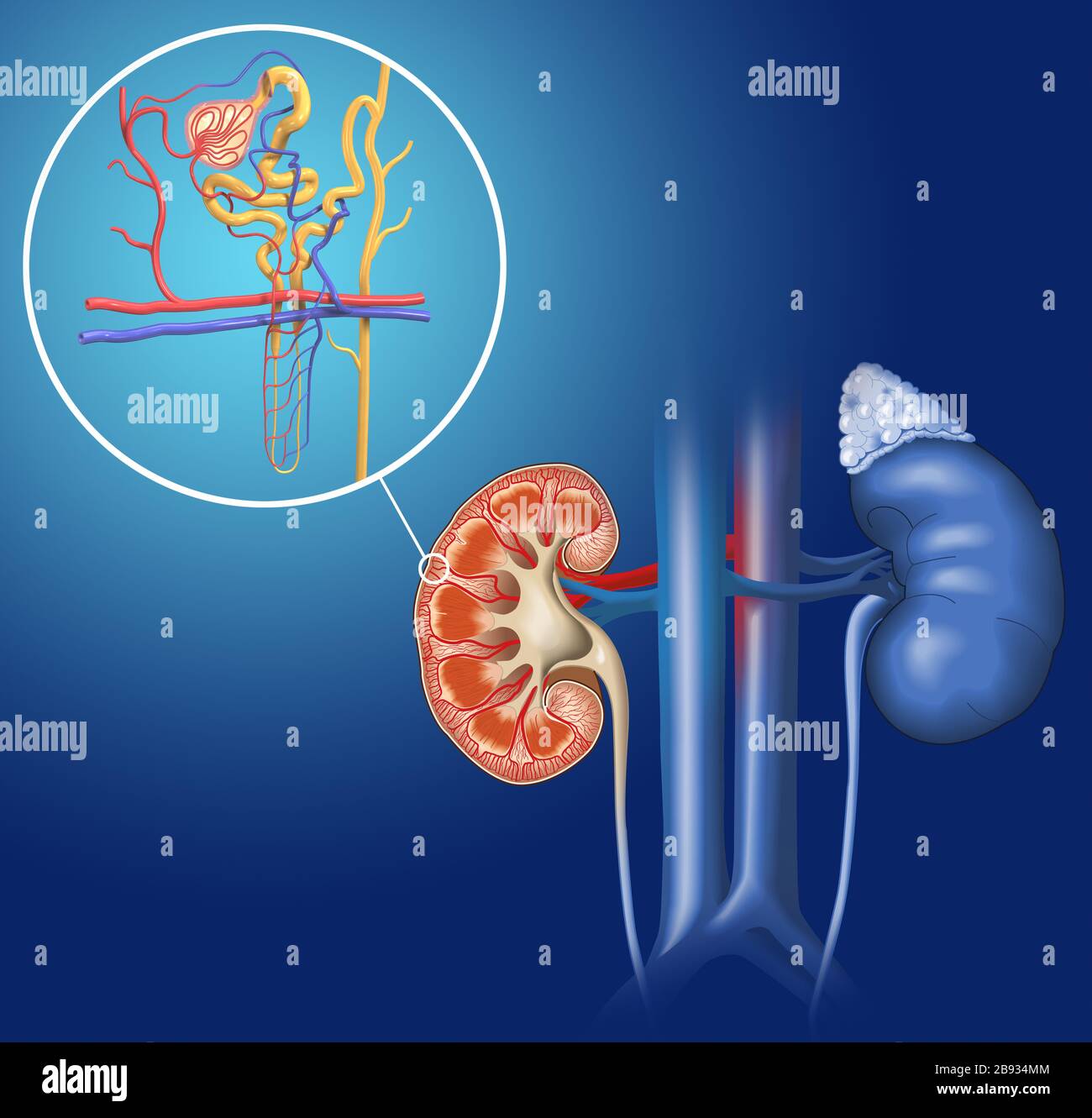 Collection 32+ Pictures the functional unit of the kidney is the . Updated
