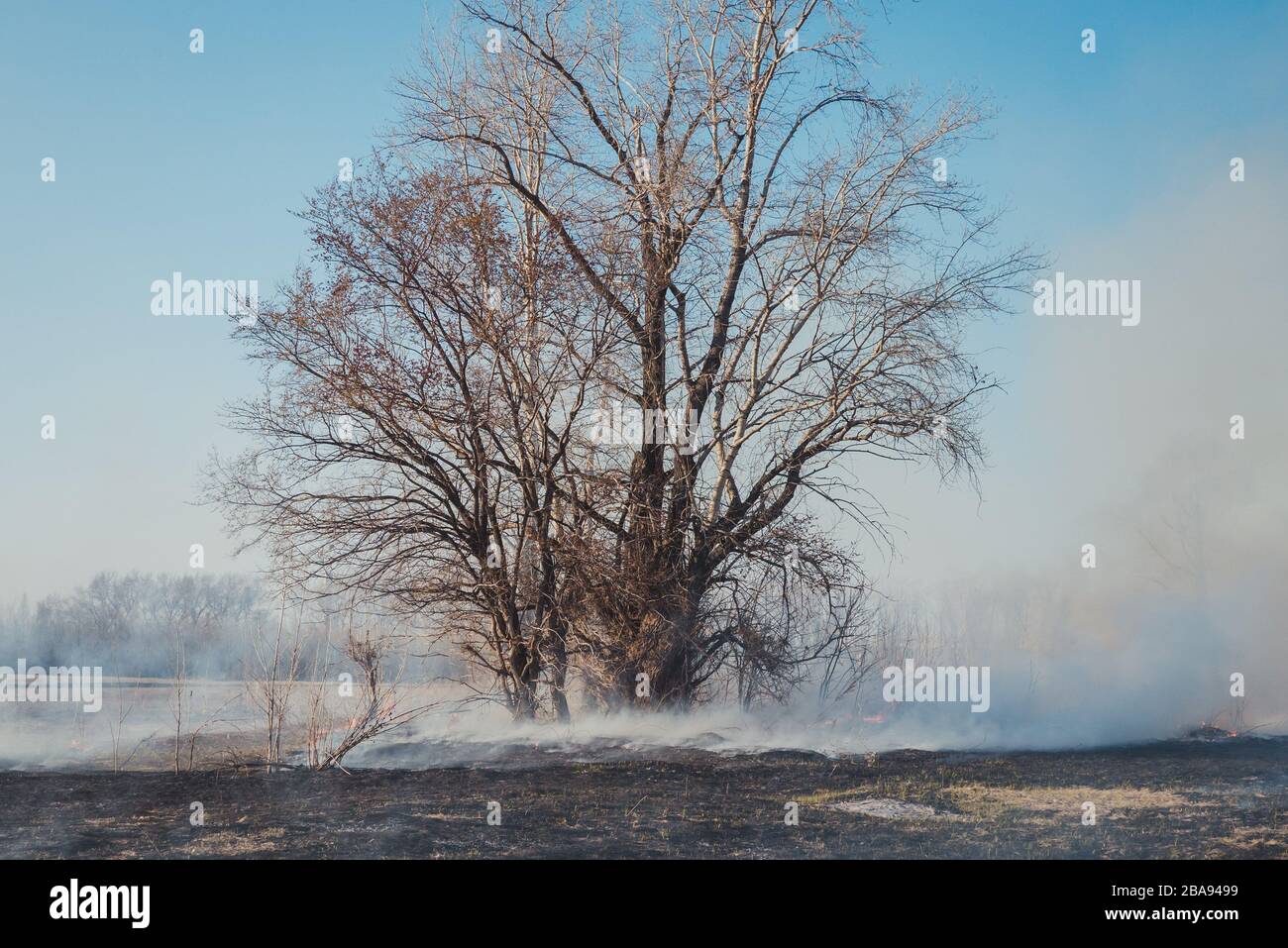 Forest fire ashes Stock Photo Alamy