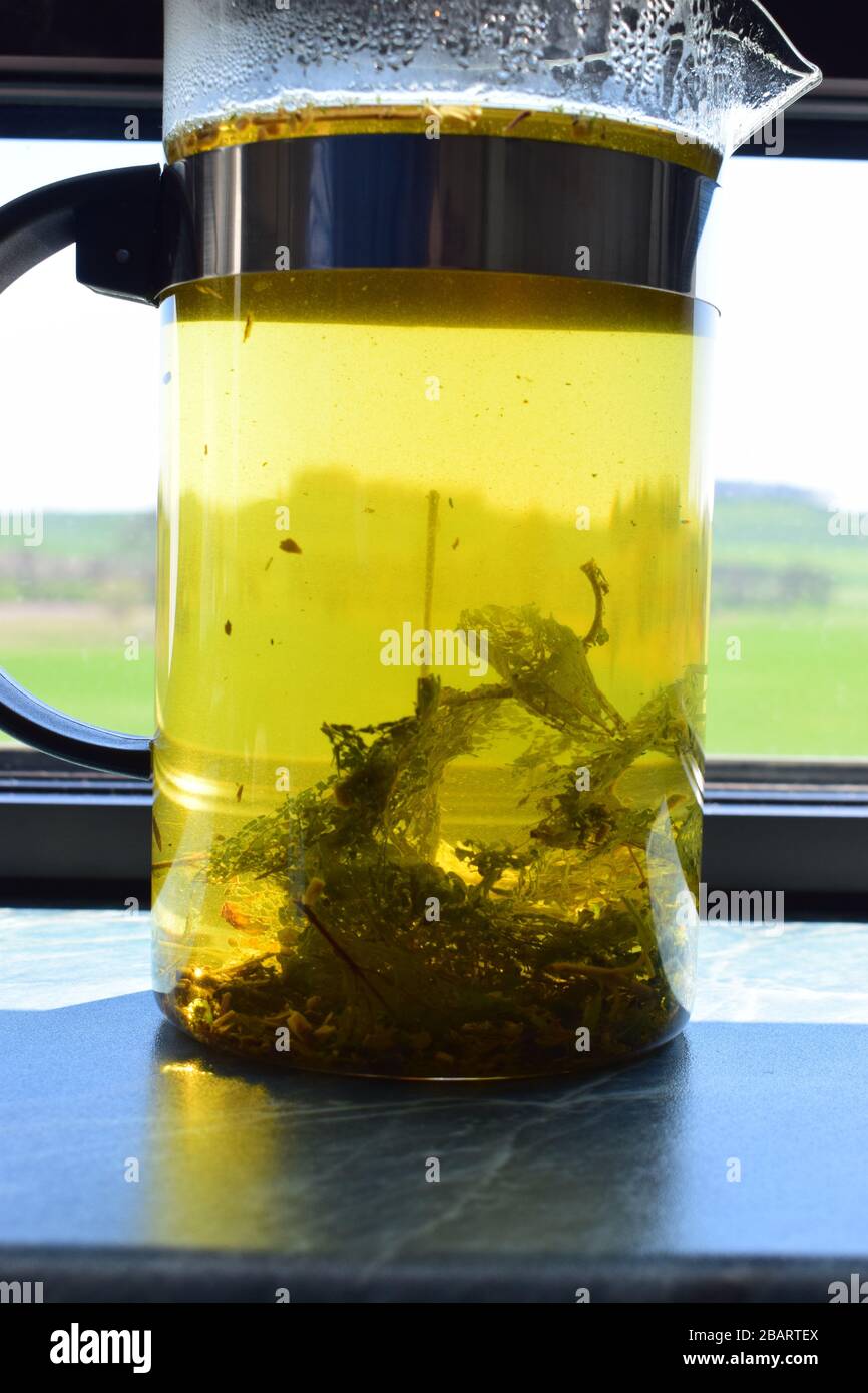 French press with tea Stock Photo Alamy