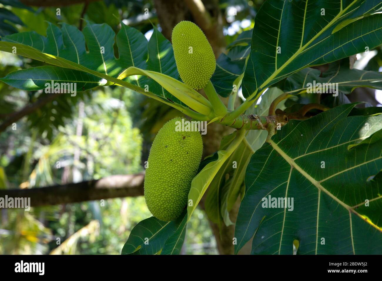 Asian fruit trees hires stock photography and images Alamy