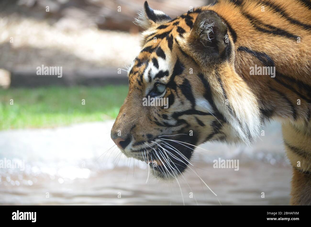 Blind tiger hires stock photography and images Alamy