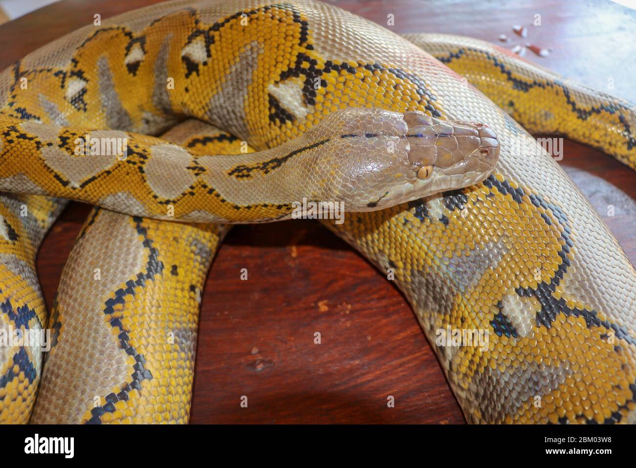 Albino reticulated python. Python snake yellow lying on the wooden table. Close up of Big Python