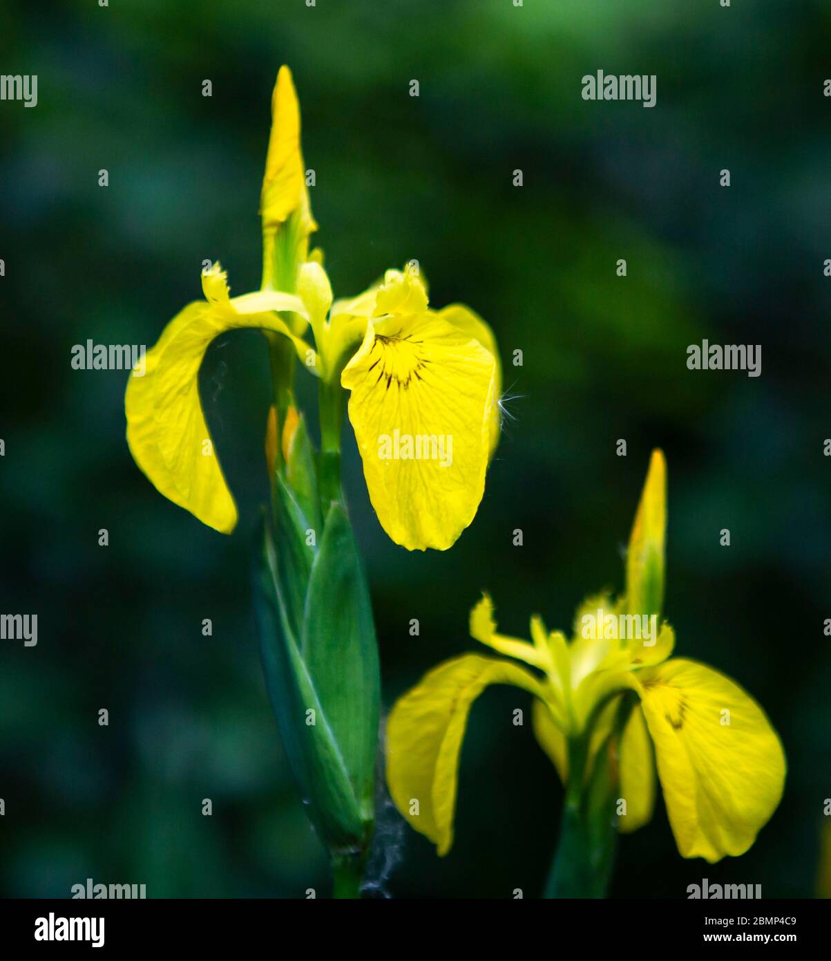Yellow water flag hires stock photography and images Alamy