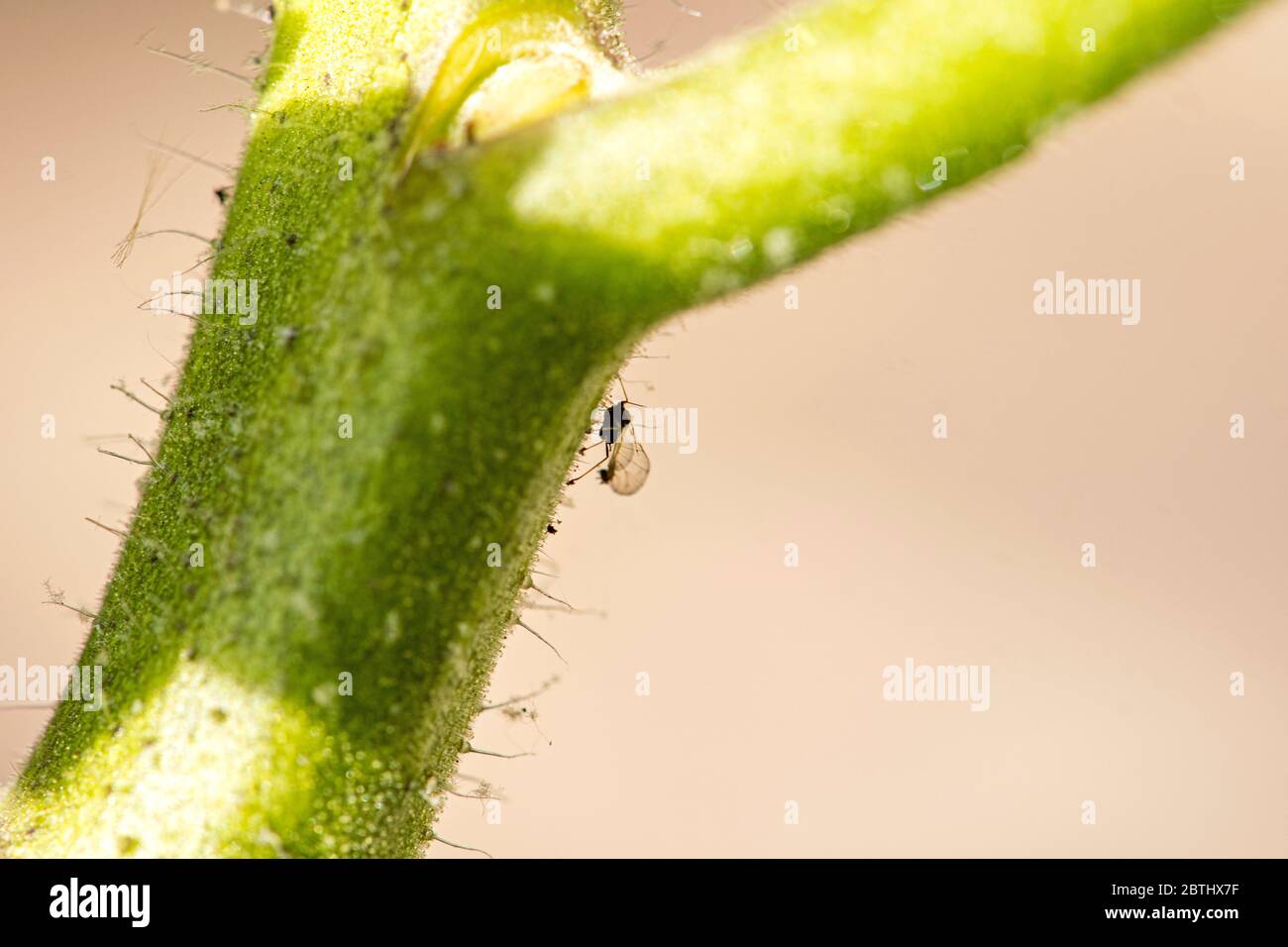 Tomato infested with black flies Stock Photo Alamy