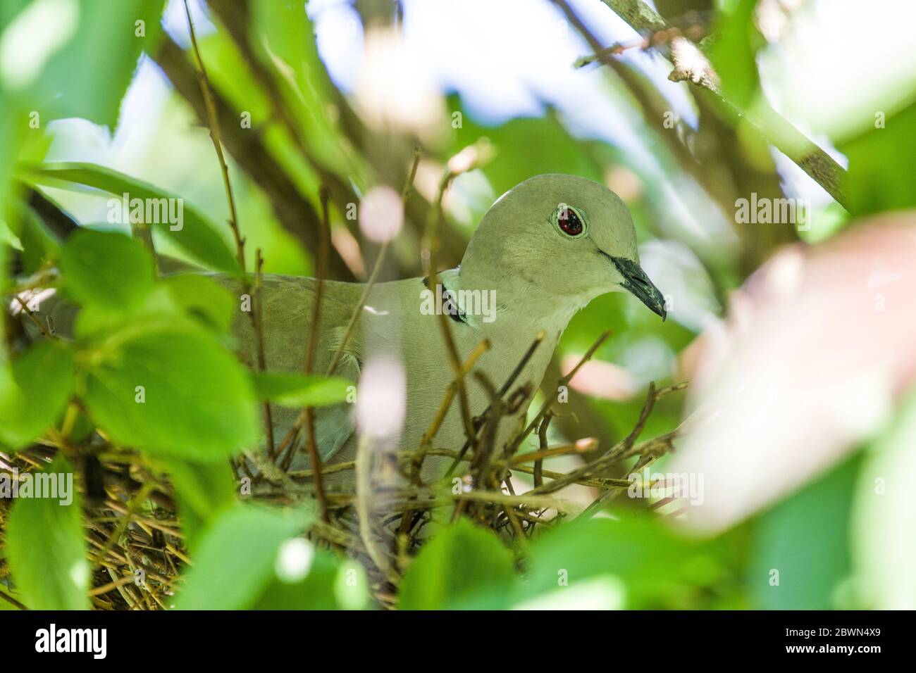 Collared dove nest hires stock photography and images Alamy
