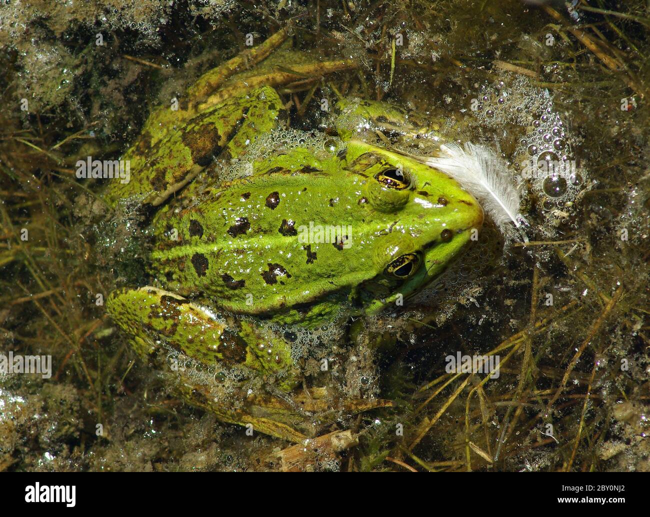 Lime green frog hires stock photography and images Alamy