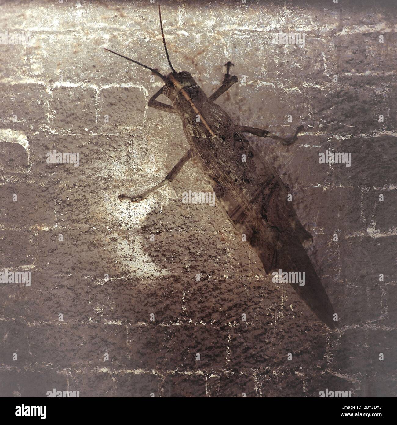 Cockroach on a wall hires stock photography and images Alamy