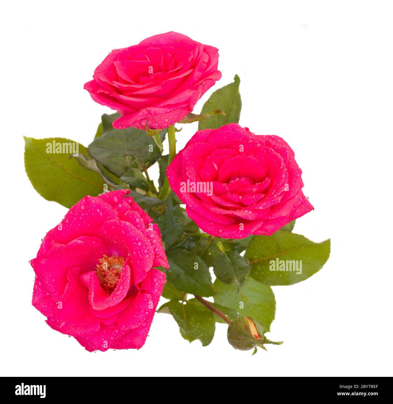 pink roses with bud Stock Photo Alamy