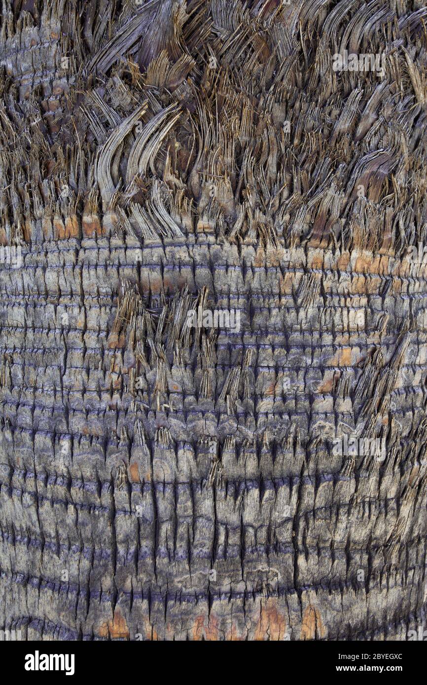 Palm tree surface Stock Photo Alamy