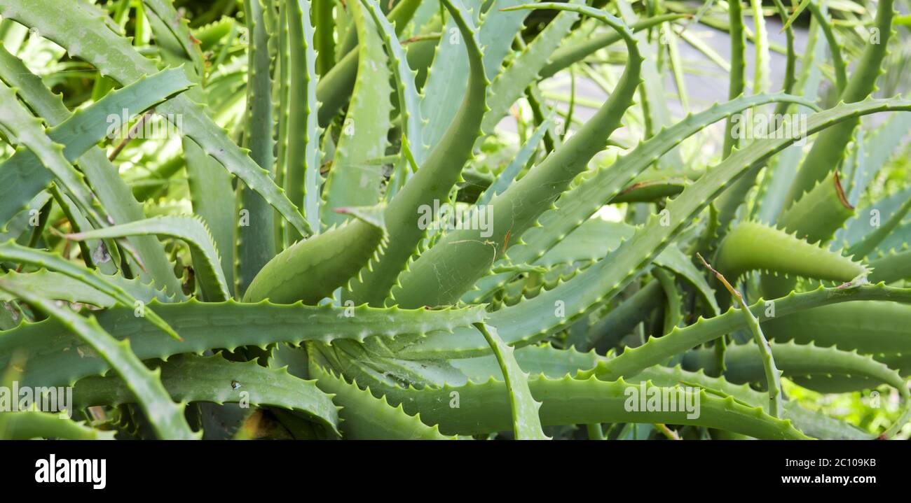 Aloe vera plant growing not white hires stock photography and images