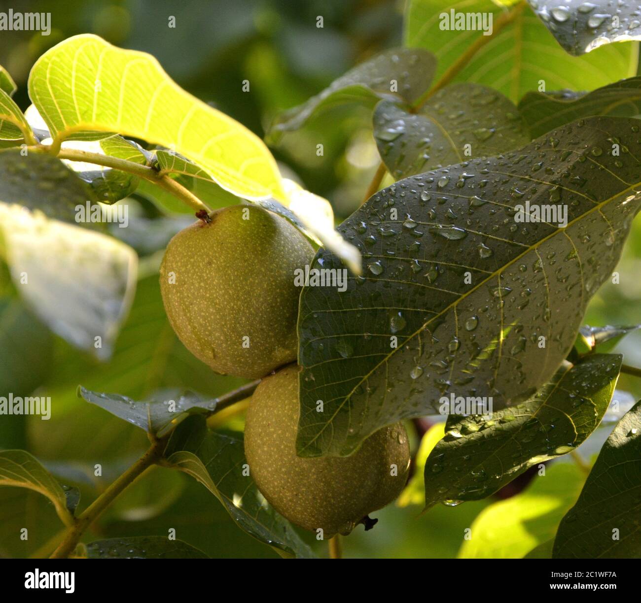 Nuß hires stock photography and images Alamy