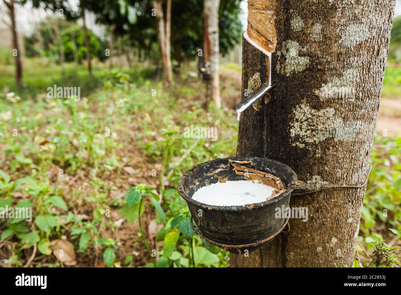 Rubber tree plantation malaysia hires stock photography and images Alamy