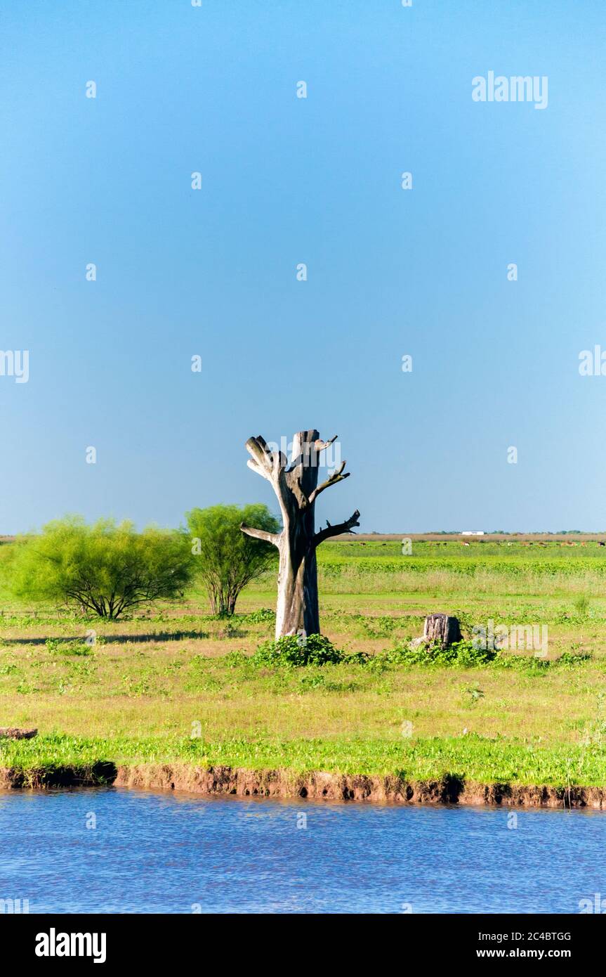 Tree without branches Stock Photo Alamy