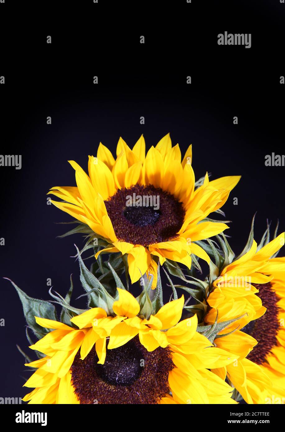 Sunflowers garden centre pot hires stock photography and images Alamy
