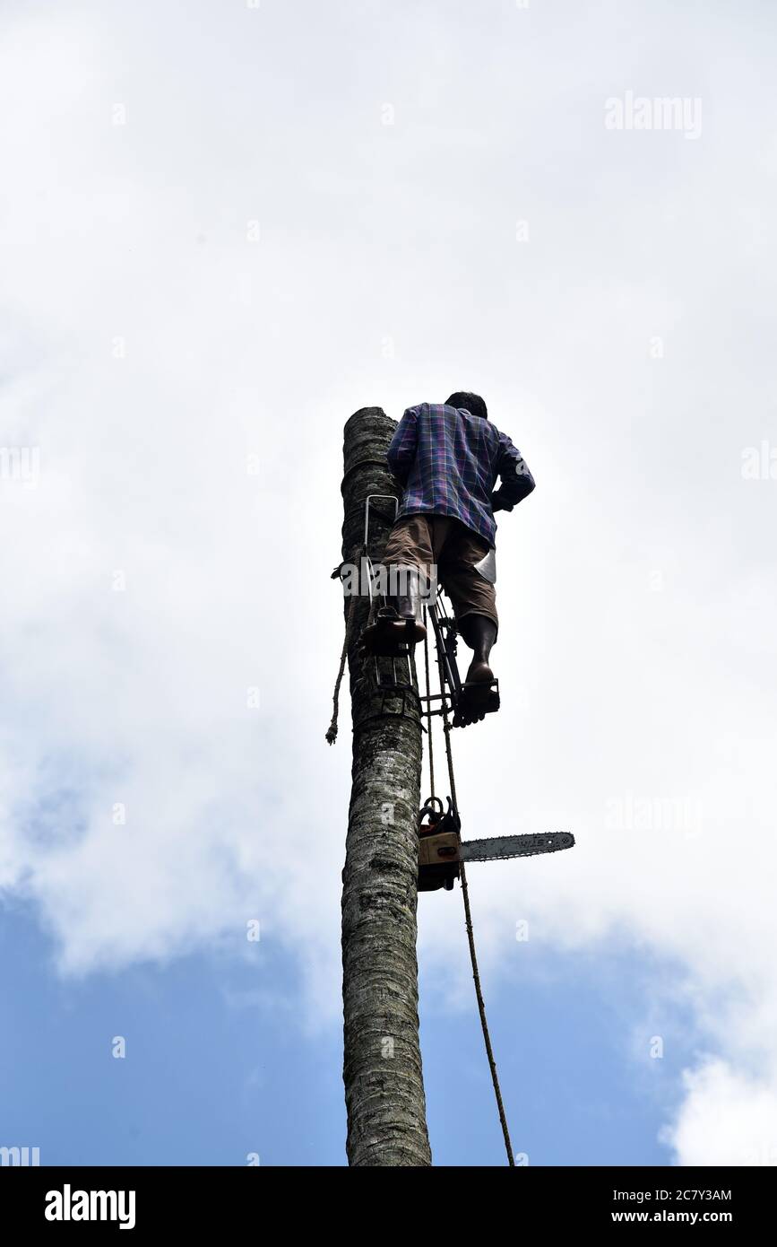 Coconut tree cutting hires stock photography and images Alamy