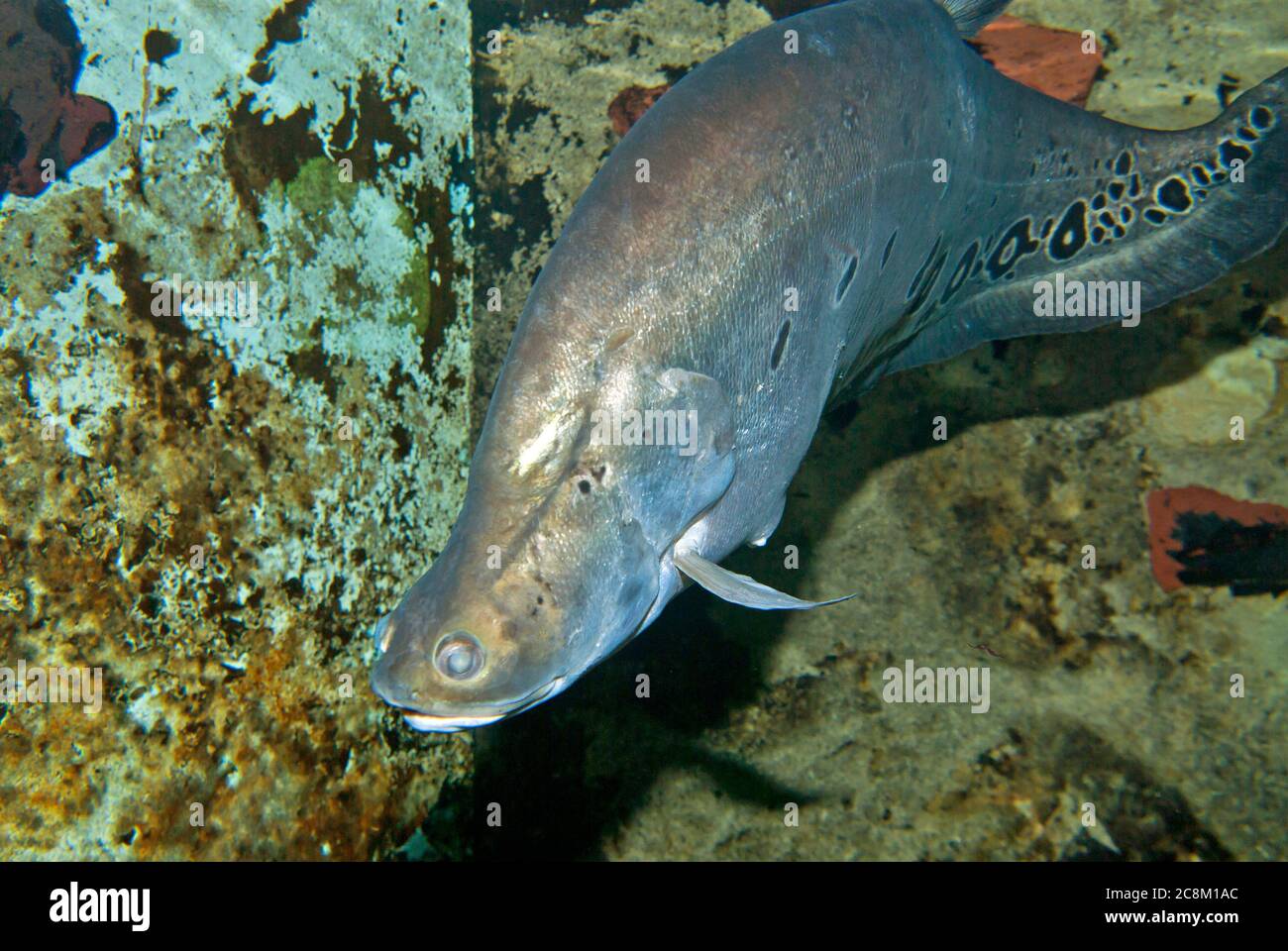 amazon primitive fish Stock Photo Alamy