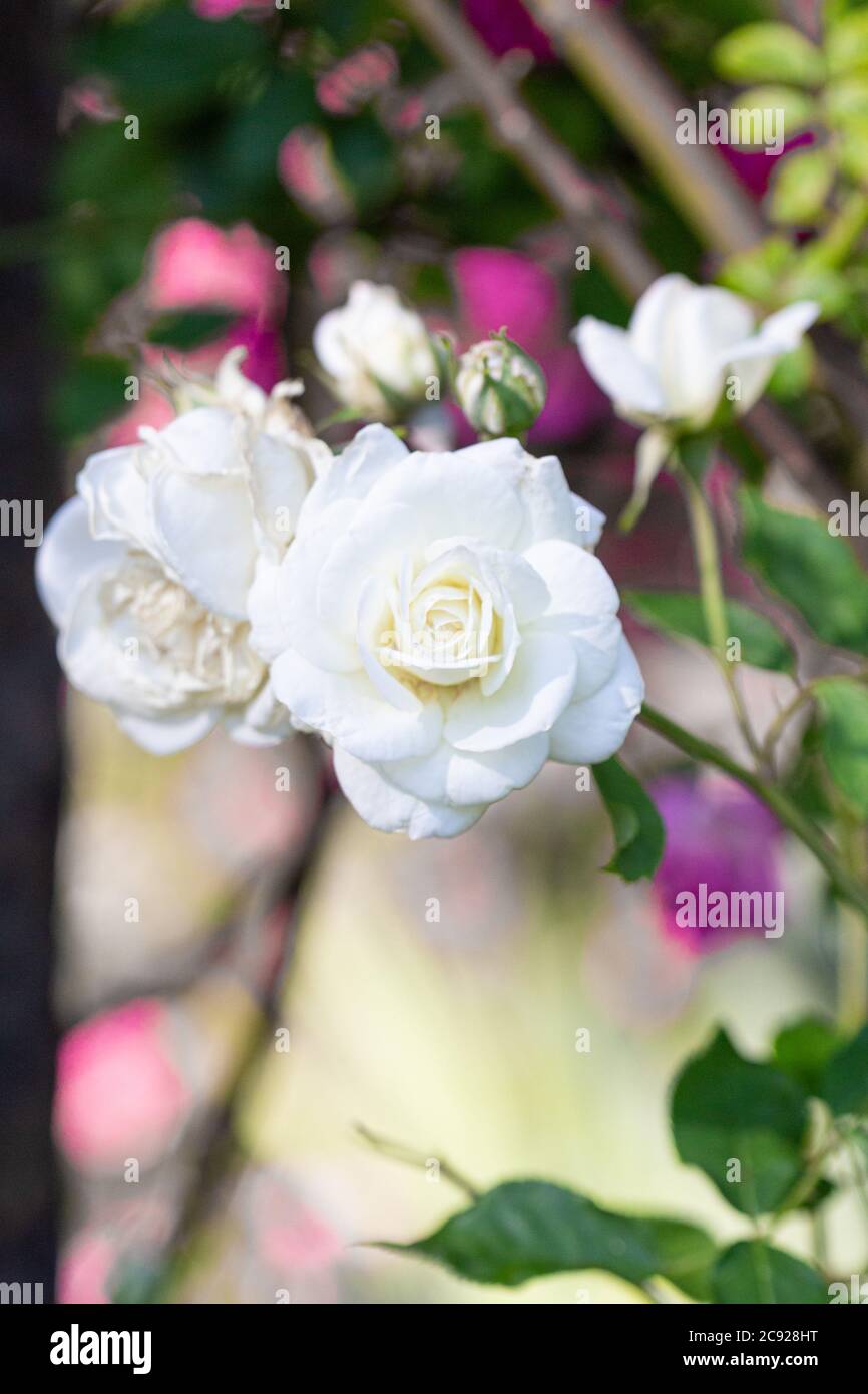 White Tea Rose Stock Photo Alamy