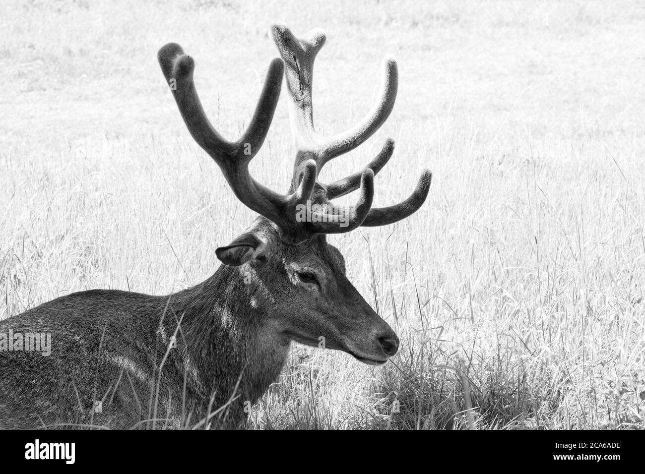 Red deer stag example Stock Photo Alamy