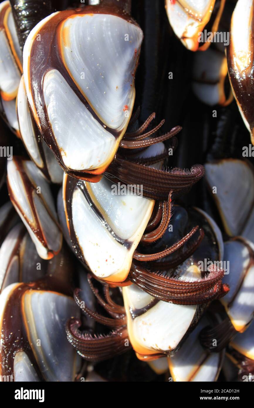 Goose barnacles hires stock photography and images Alamy