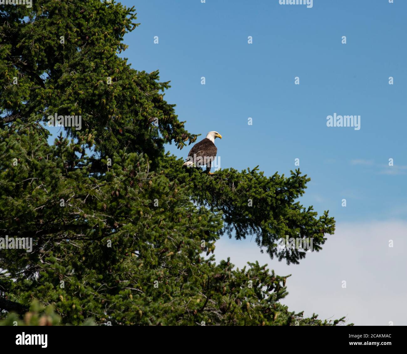 southern eagles hires stock photography and images Alamy