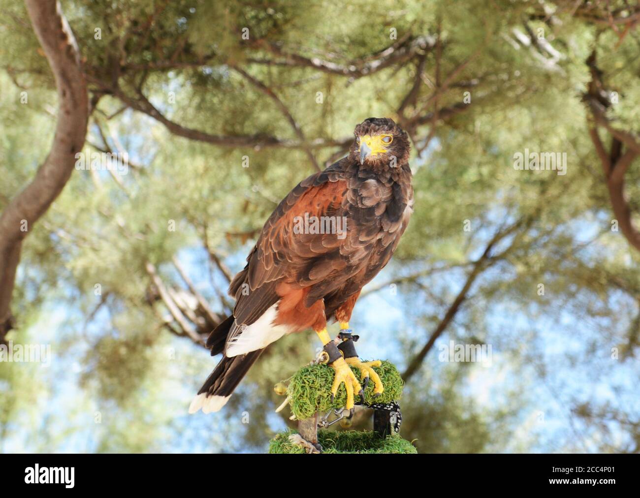 A captive eagle in Malta Stock Photo Alamy
