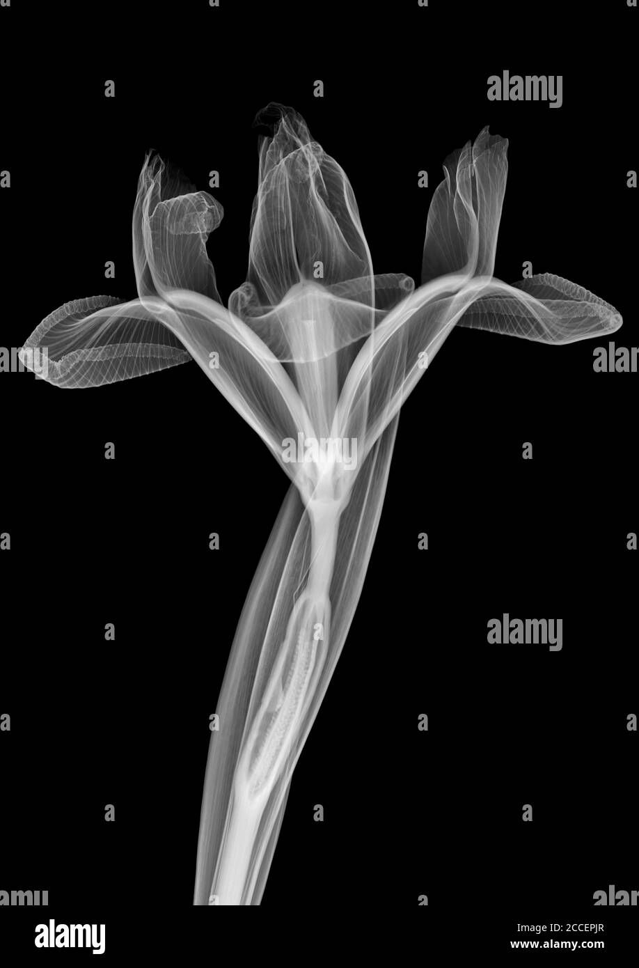 Single stem iris hires stock photography and images Alamy