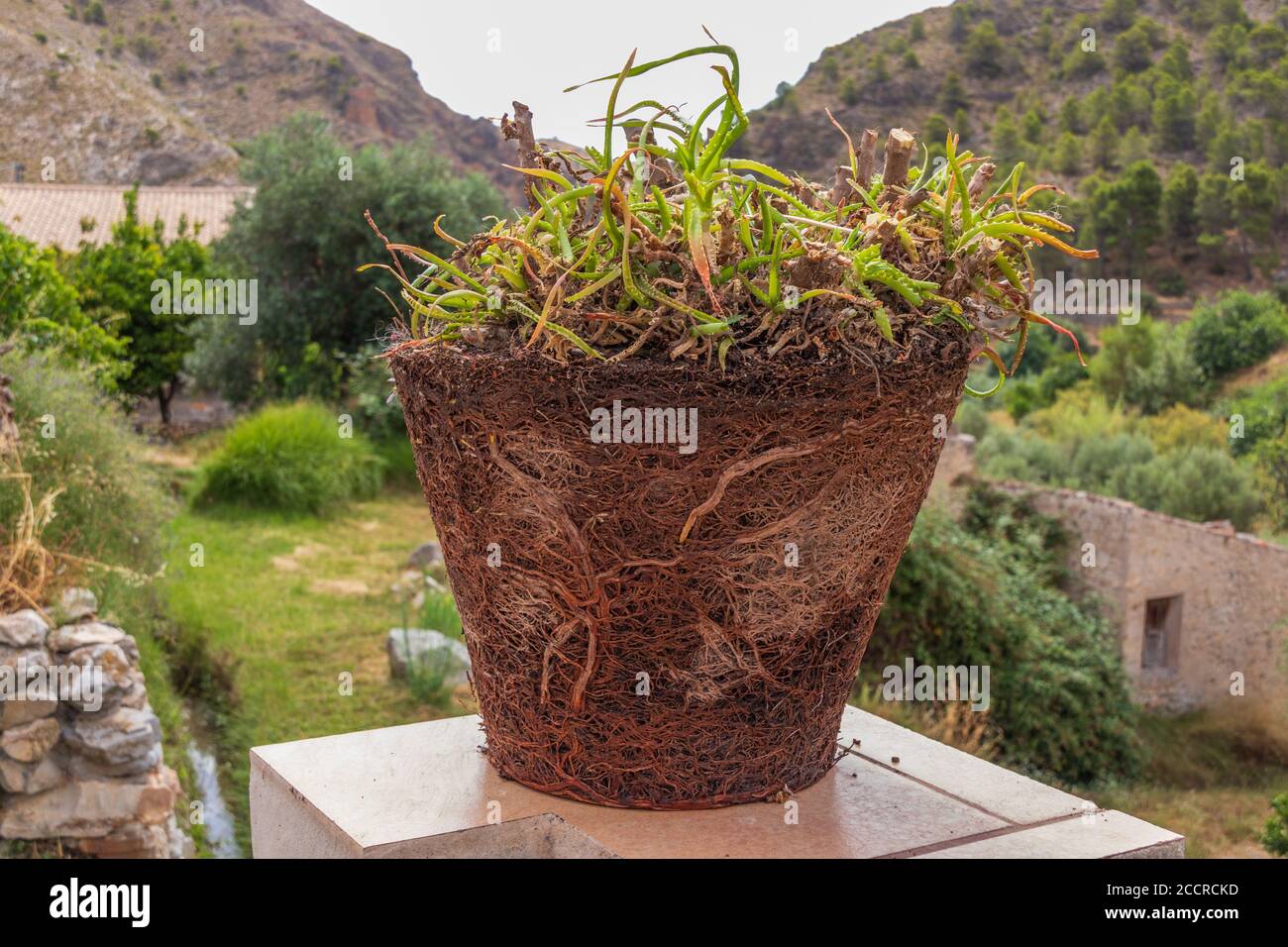 Pot Bound Plant Stock Photo Alamy