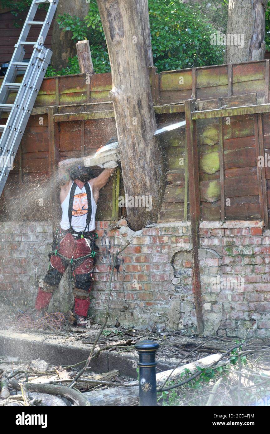 Tree surgeons cutting down dead trees Stock Photo Alamy