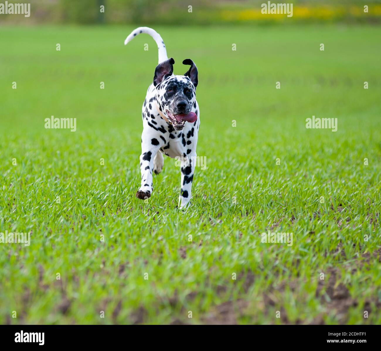 Dalmatian dog open mouth tongue hires stock photography and images Alamy