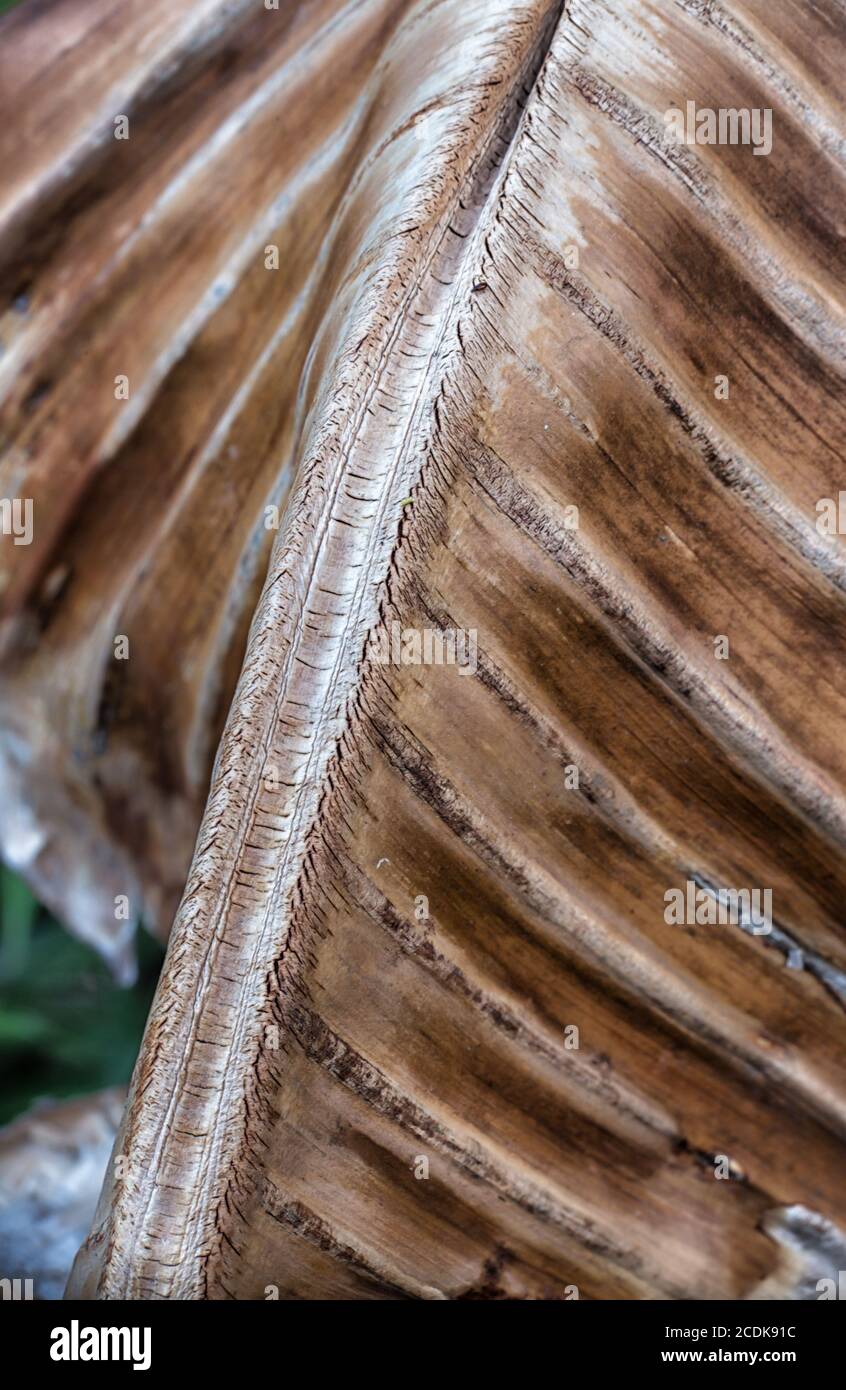 dead Palm Leaf Stock Photo Alamy