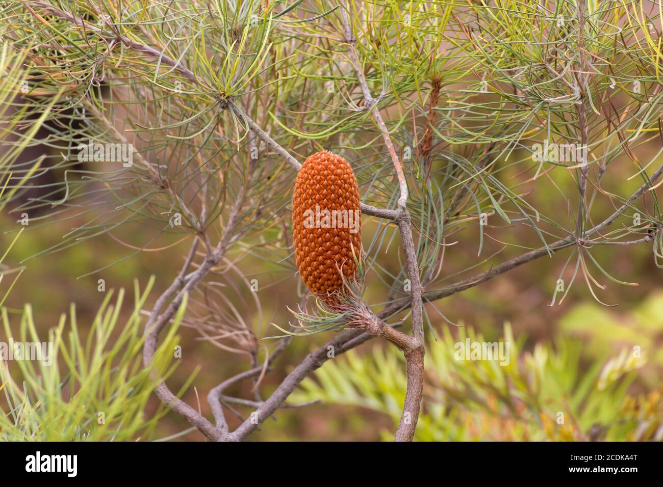 Single Upright Conifer Cone Stock Photo Alamy
