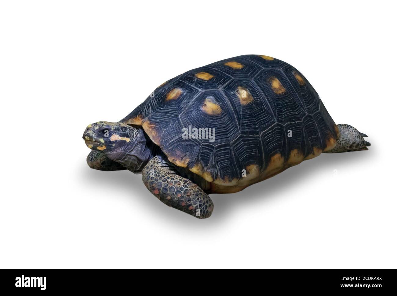 Land turtle hires stock photography and images Alamy