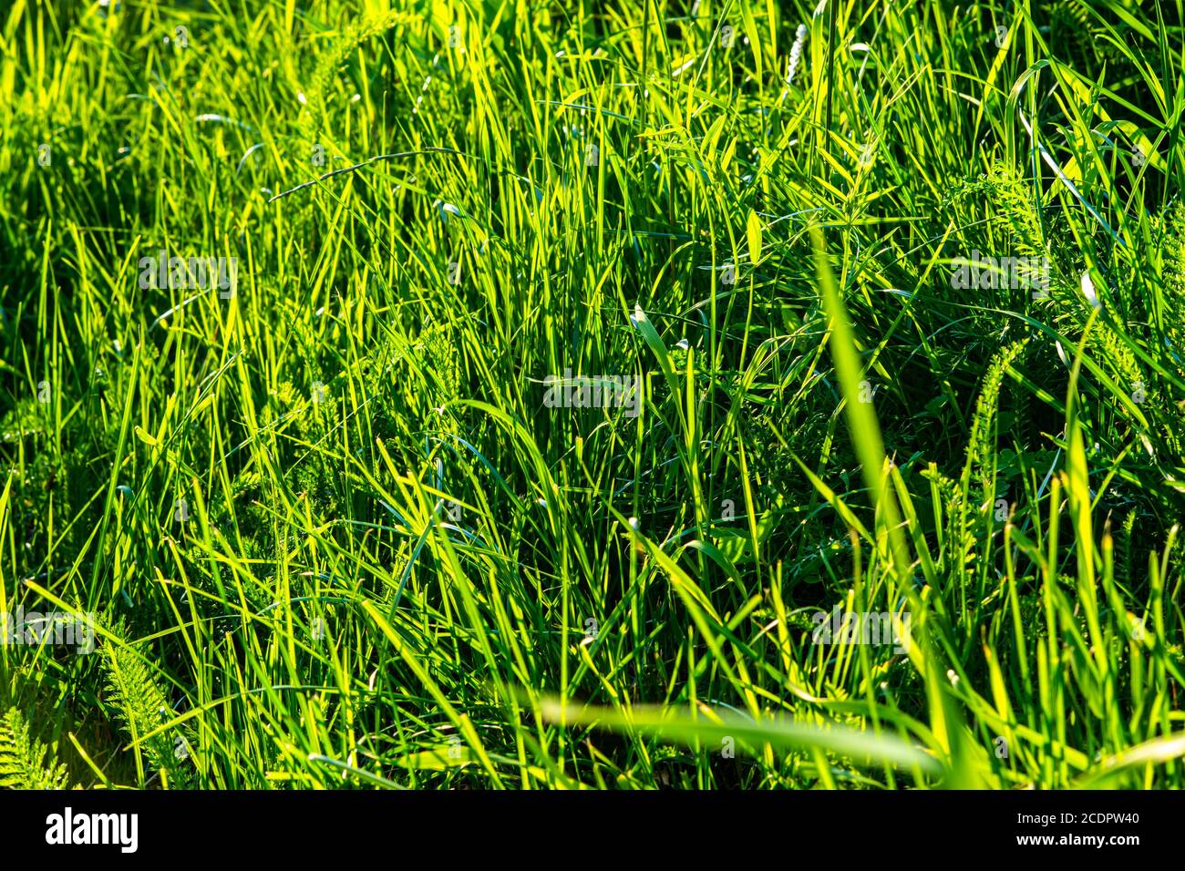 Light green Grass Stock Photo Alamy